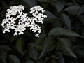 Sambucus nigra Gerda IMG_4511 Bez czarny